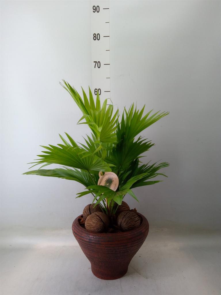 Горшечные цветы и растения оптом Livistona Rotundifolia от 2шт из Голландии с доставкой по России