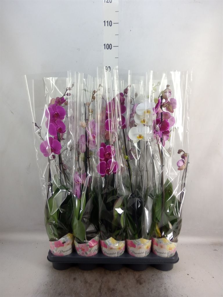 Горшечные цветы и растения оптом Phalaenopsis   ...mix  5 от 10шт из Голландии с доставкой по России