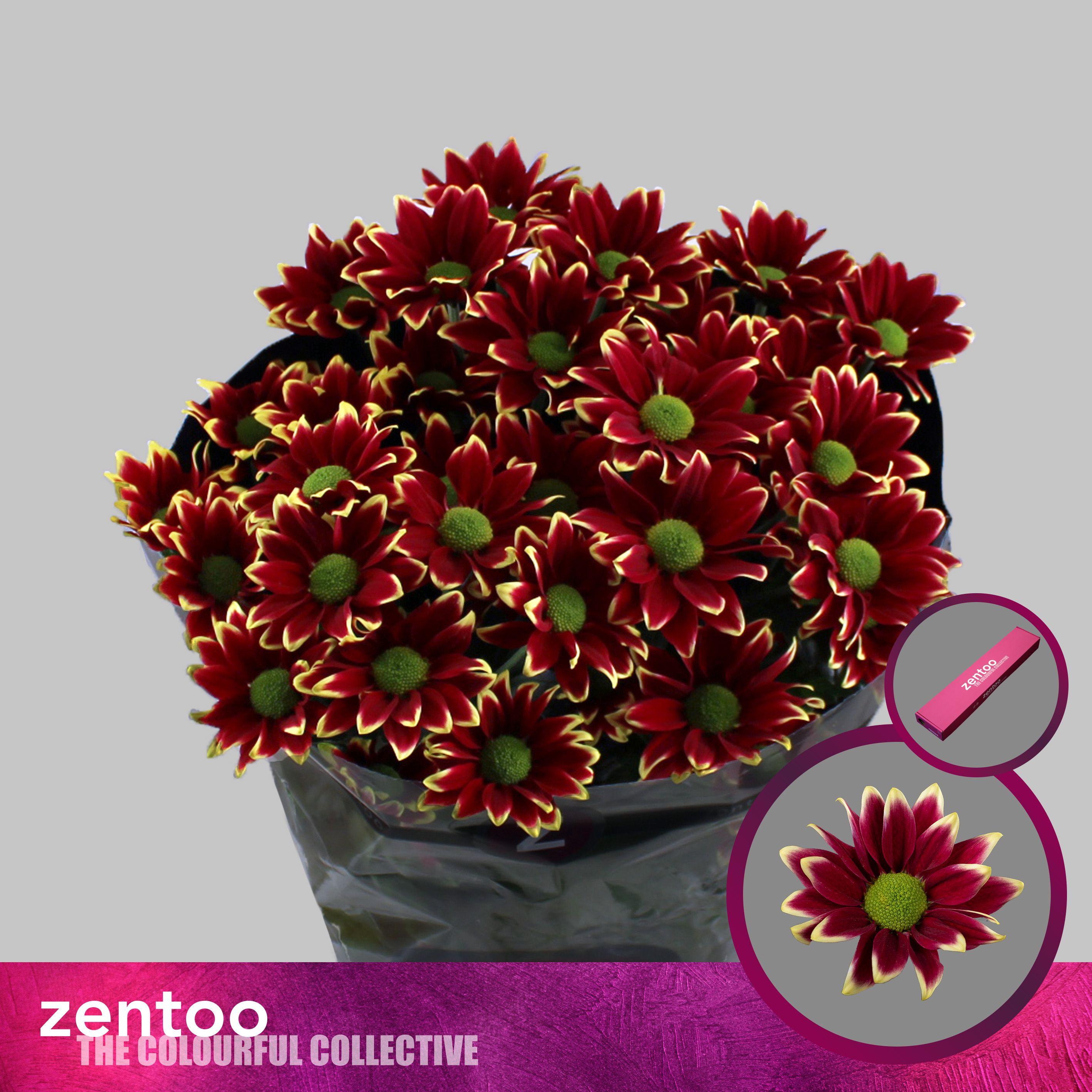 Срезанные цветы оптом Chrys sp haydar yellow от 20шт из Голландии с доставкой по России