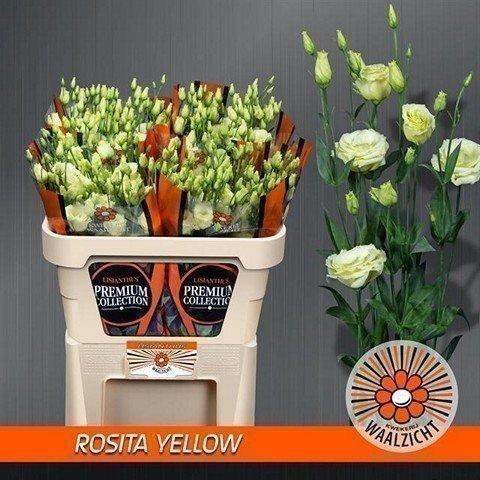 Срезанные цветы оптом Lisianthus do rosita yellow от 40шт.. из Голландии с доставкой по России