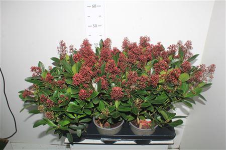 Горшечные цветы и растения оптом Skim J Rubella 12+ от 6шт из Голландии с доставкой по России