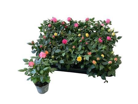 Горшечные цветы и растения оптом Ro Kordana Gem 4 Srt от 20шт (для телеги) из Голландии с доставкой по России