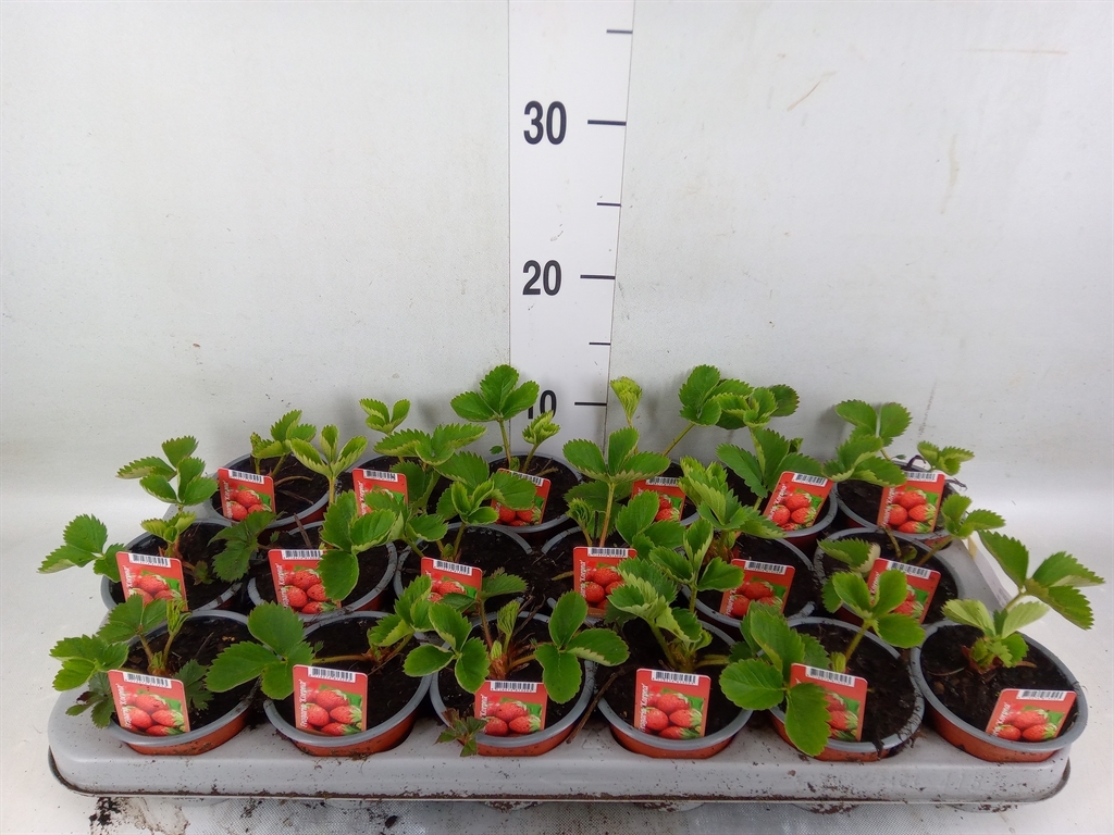 Горшечные цветы и растения оптом Fragaria   ... от 18шт (для телеги) из Голландии с доставкой по России