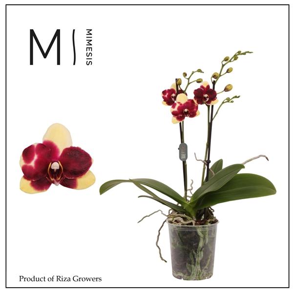 Горшечные цветы и растения оптом Mimesis Phal. Catania - 2 Spike 9cm от 12шт (для телеги) из Голландии с доставкой по России