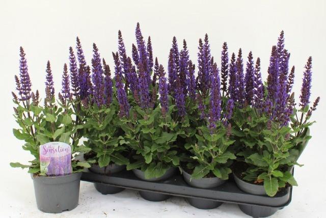 Горшечные цветы и растения оптом Salvia Ne Midnigh Pu от 8шт из Голландии с доставкой по России