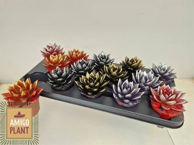 Горшечные цветы и растения оптом Echev Miranda от 14шт (для телеги) из Голландии с доставкой по России