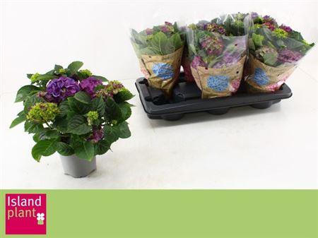 Горшечные цветы и растения оптом Hydr M Ningbo 7-8++ от 6шт из Голландии с доставкой по России