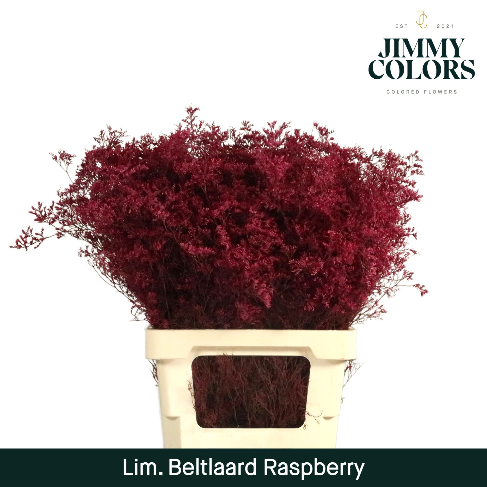 Срезанные цветы оптом Limonium beltlaard paint raspberry от 50шт из Голландии с доставкой по России