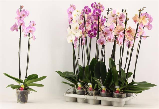 Горшечные цветы и растения оптом Phalaenopsis Mix от 10шт из Голландии с доставкой по России