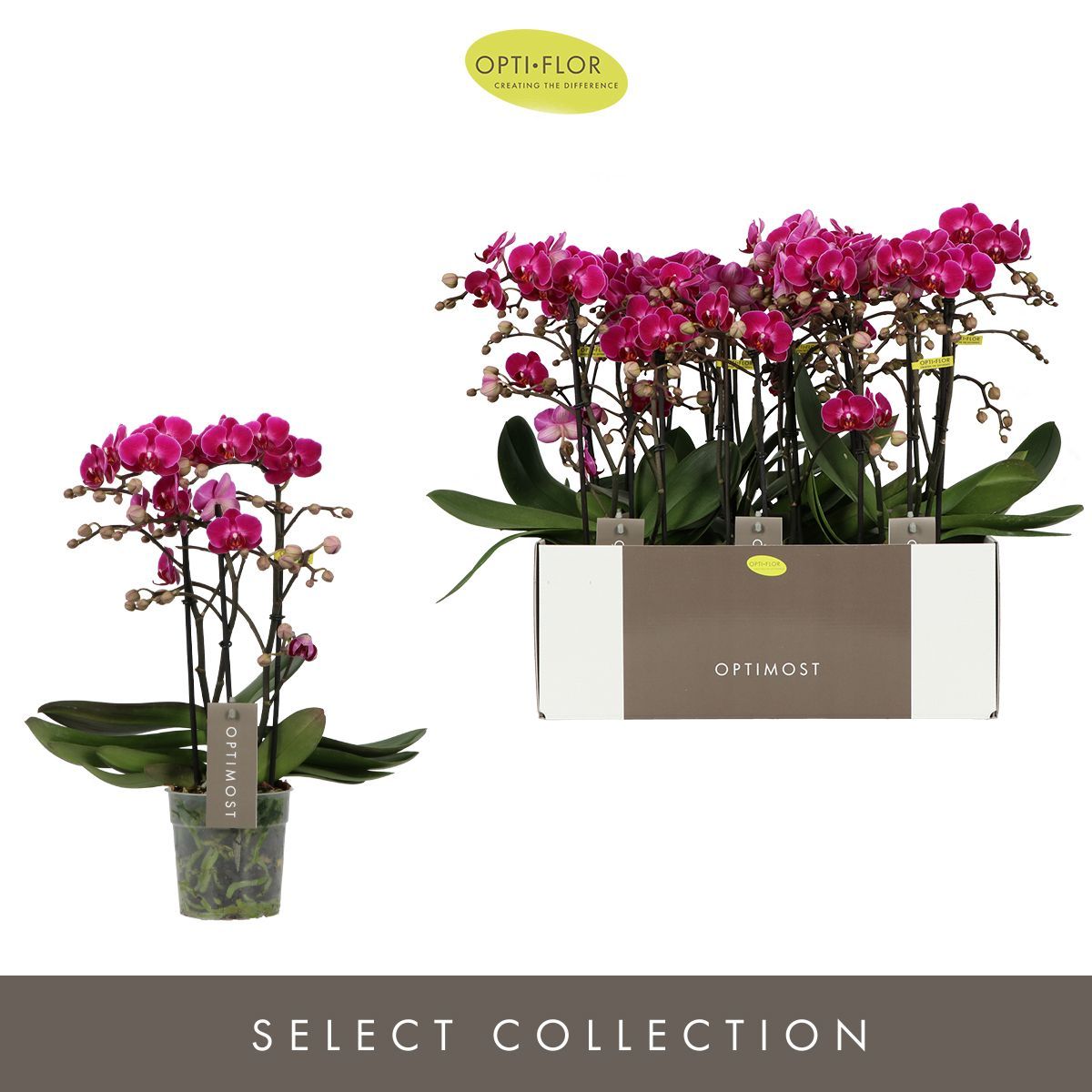 Горшечные цветы и растения оптом Phal 3st Morelia от 6шт из Голландии с доставкой по России