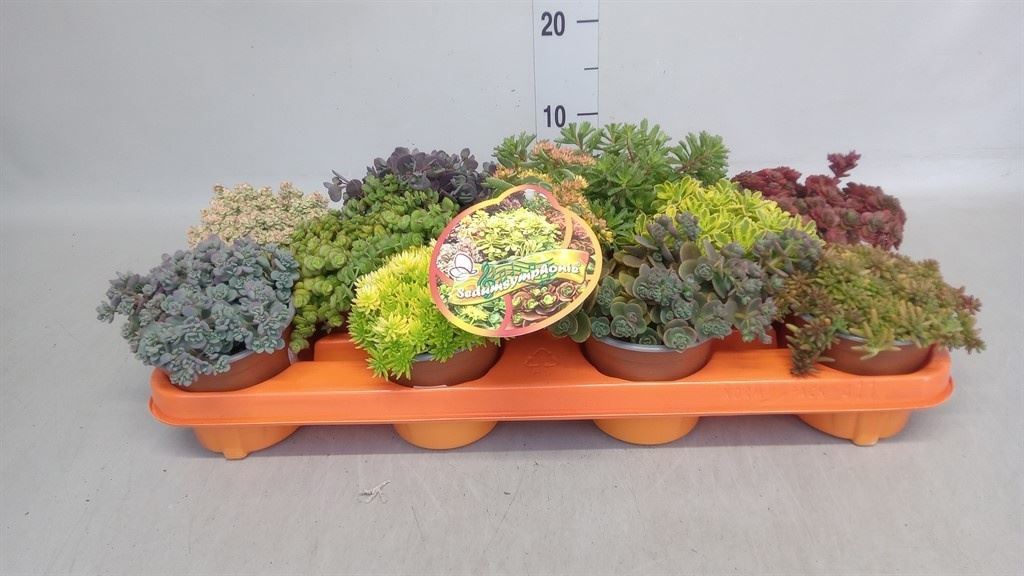 Горшечные цветы и растения оптом Sedum   ... от 11шт из Голландии с доставкой по России