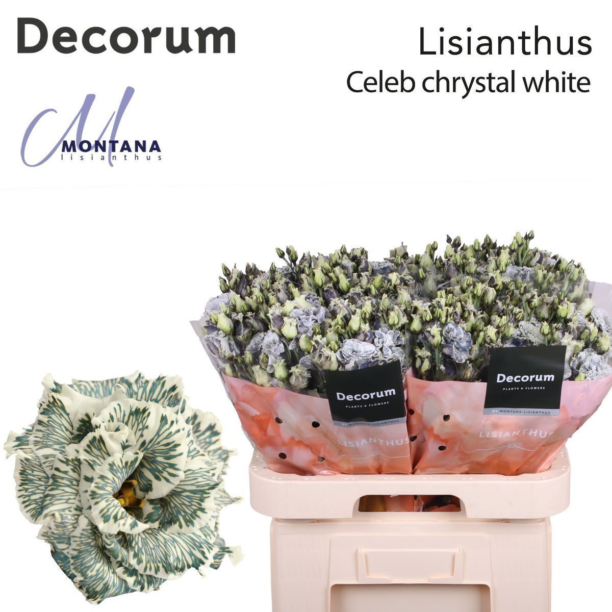 Срезанные цветы оптом Lisianthus do paint celeb ice crystal от 40шт из Голландии с доставкой по России