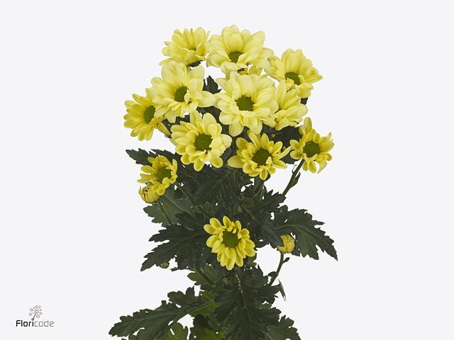 Срезанные цветы оптом Chrys sp chic cream от 160шт из Голландии с доставкой по России