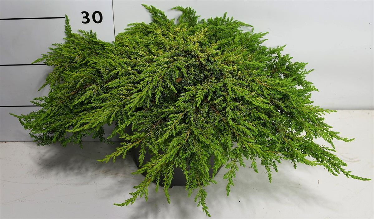 Горшечные цветы и растения оптом Juniperus Comm Lemon Carpet от 1шт из Голландии с доставкой по России