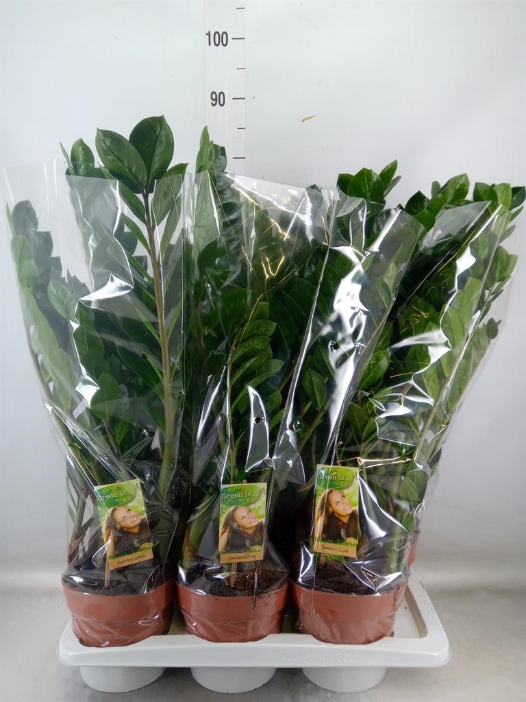 Горшечные цветы и растения оптом Zamioculcas Zamiifolia от 6шт из Голландии с доставкой по России