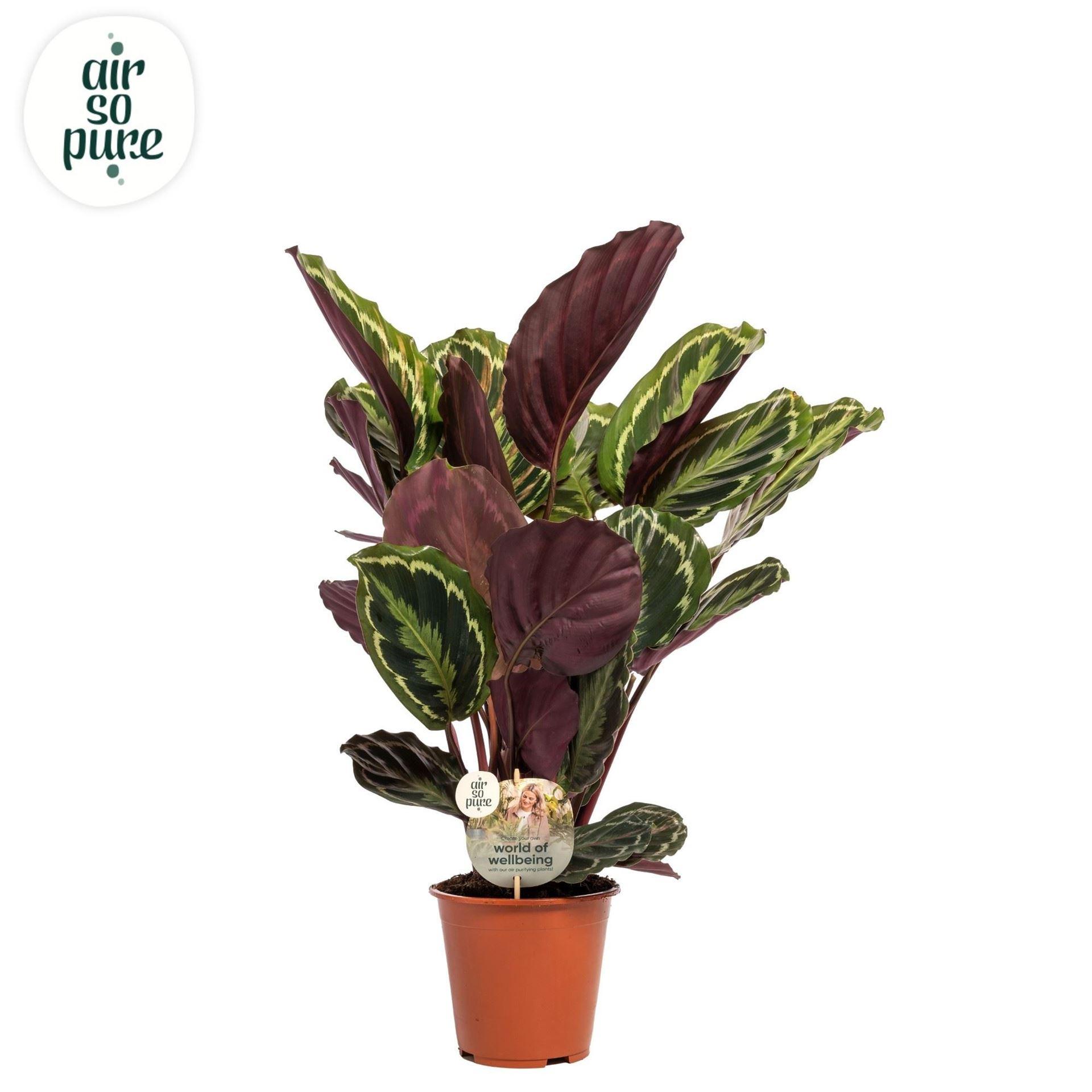 Горшечные цветы и растения оптом Calathea medallion от 5шт из Голландии с доставкой по России