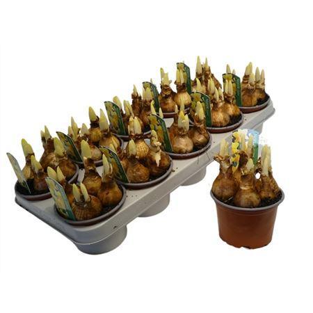 Горшечные цветы и растения оптом Narcis Carlton от 10шт из Голландии с доставкой по России