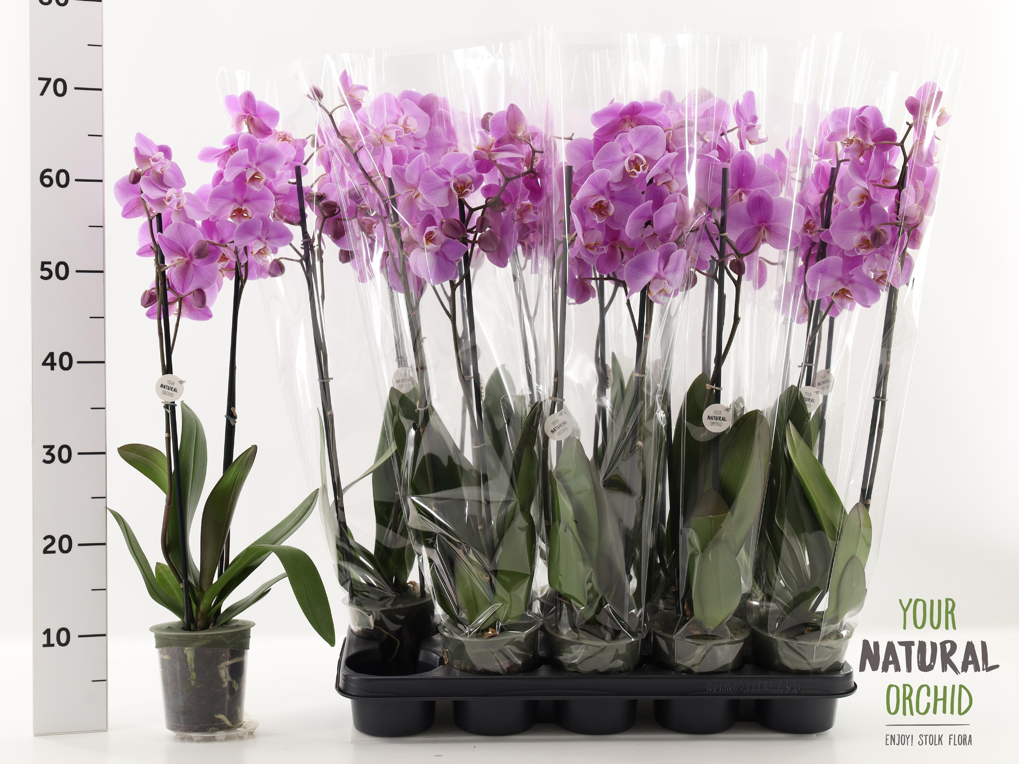 Горшечные цветы и растения оптом Phal Ov Roze от 10шт из Голландии с доставкой по России