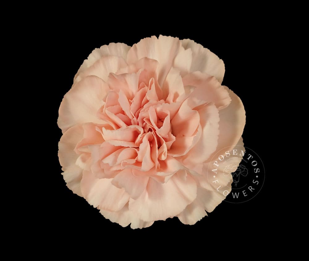 Срезанные цветы оптом Dianthus st novia от 360шт из Голландии с доставкой по России