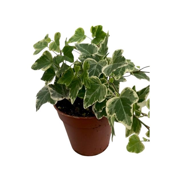 Горшечные цветы и растения оптом Hedera Helix White Wonder от 18шт (для телеги) из Голландии с доставкой по России Горшечные цветы и растения оптом Hedera Helix White Wonder от 18шт (для телеги) из Голландии с доставкой по России