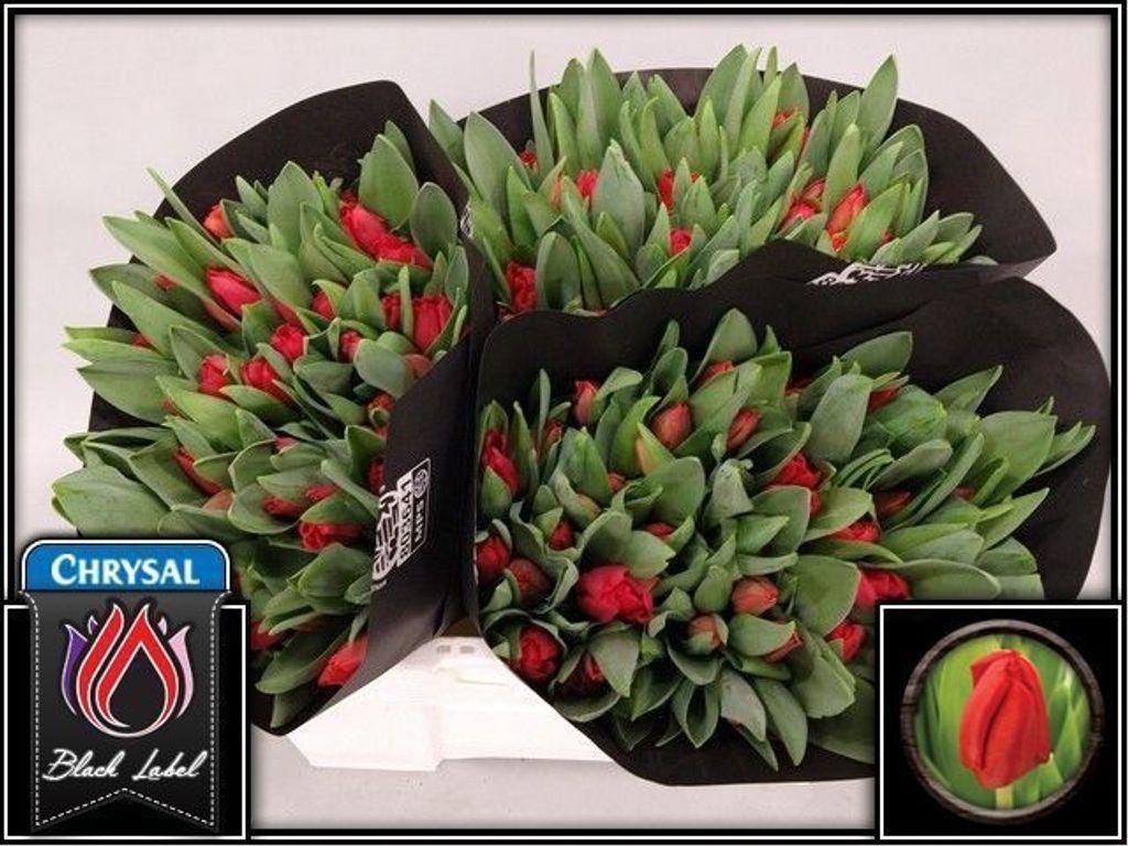 Срезанные цветы оптом Tulipa si escape от 150шт из Голландии с доставкой по России