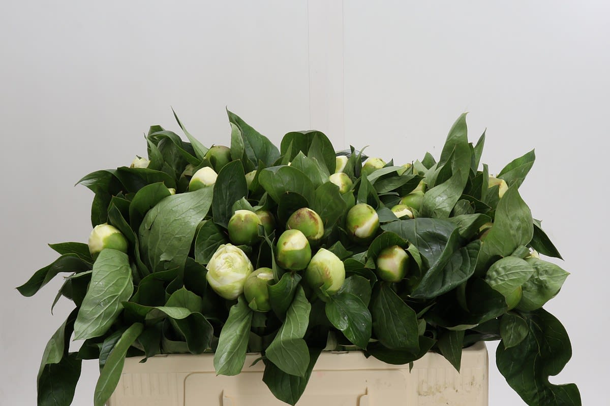 Срезанные цветы оптом Paeonia bridal shower от 60шт. из Голландии с доставкой по России