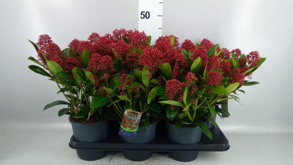 Горшечные цветы и растения оптом Skimmia Jap. rubella A от 6шт из Голландии с доставкой по России