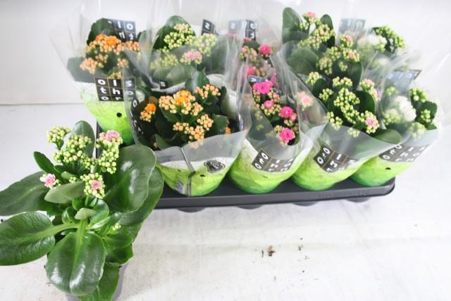 Горшечные цветы и растения оптом Kal Ge Gem 4 Kl от 10шт из Голландии с доставкой по России