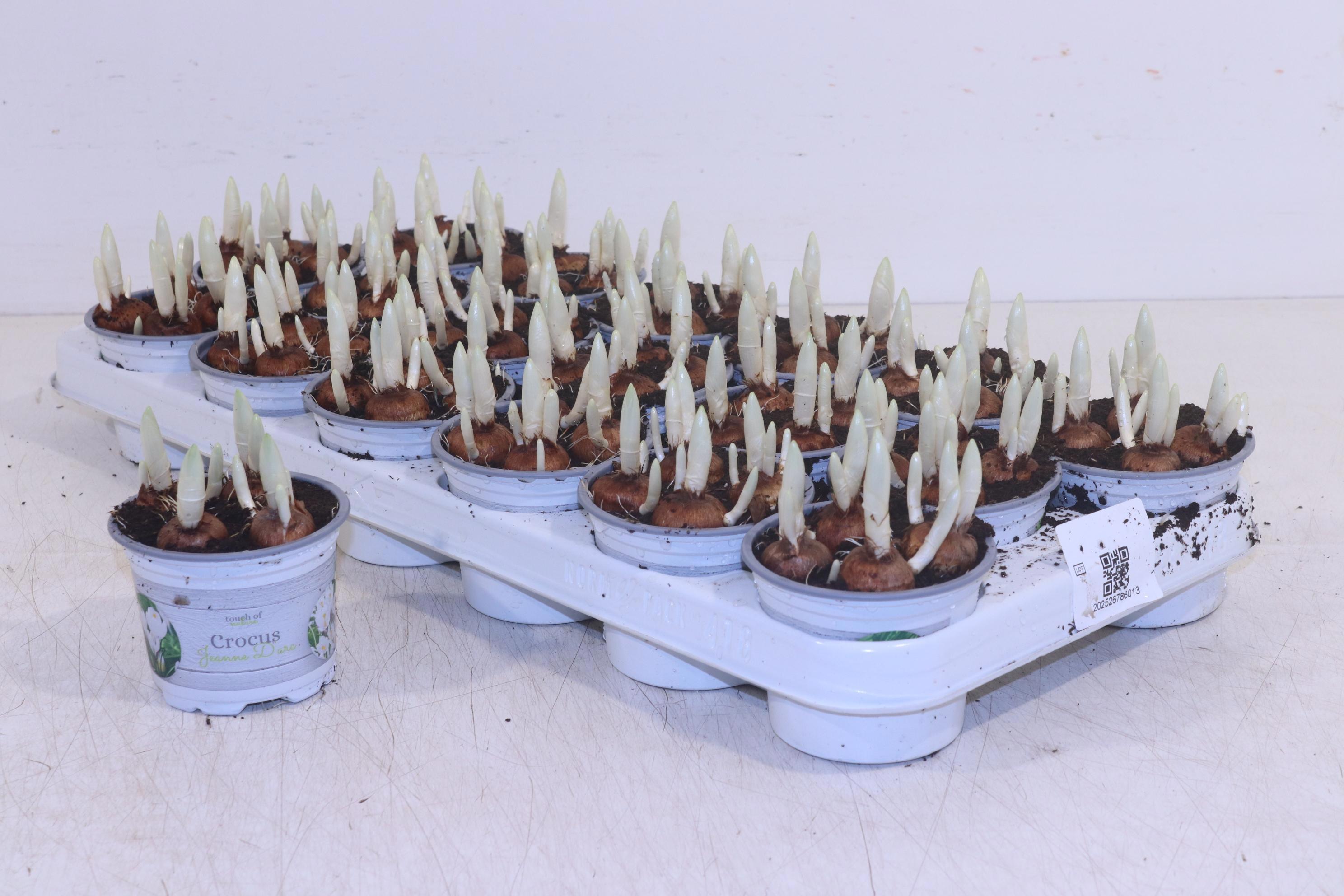 Горшечные цветы и растения оптом Crocus Jeanne D Arc от 18шт (для телеги) из Голландии с доставкой по России