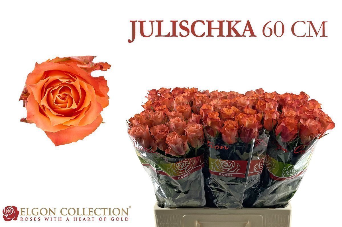 Срезанные цветы оптом Rosa large julischka от 80шт из Голландии с доставкой по России