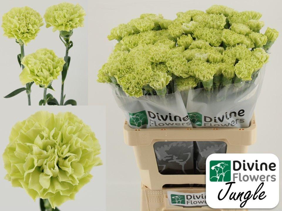 Срезанные цветы оптом Dianthus st jungle от 80шт из Голландии с доставкой по России