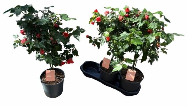 Горшечные цветы и растения оптом Abut Red Trumpet от 3шт из Голландии с доставкой по России