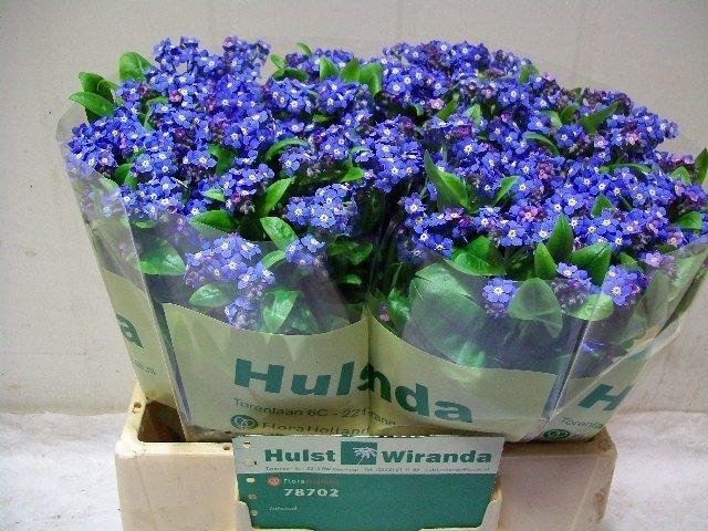 Срезанные цветы оптом Myosotis blue от 80шт из Голландии с доставкой по России