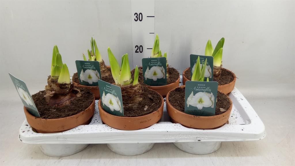 Горшечные цветы и растения оптом Hippeastrum   ... от 6шт из Голландии с доставкой по России