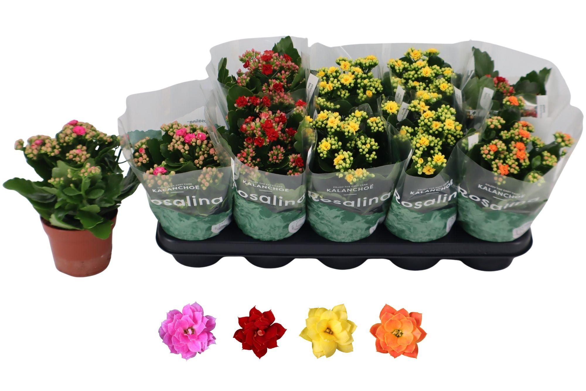 Горшечные цветы и растения оптом Kal Ge Ro Gem 4 Kl от 10шт из Голландии с доставкой по России