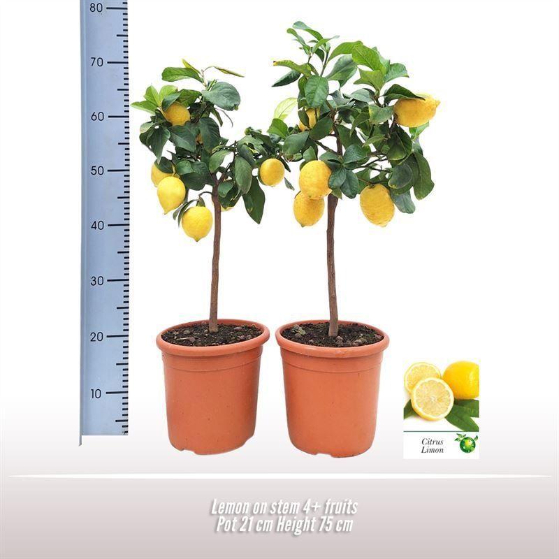 Горшечные цветы и растения оптом Citr Limon от 3шт (для телеги) из Голландии с доставкой по России