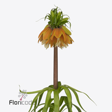 Срезанные цветы оптом Fritillaria orange sweet от 25шт из Голландии с доставкой по России