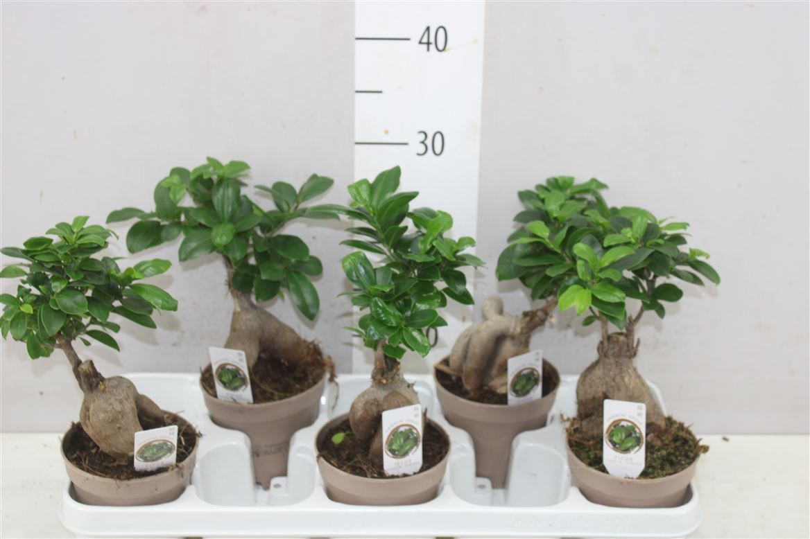 Горшечные цветы и растения оптом Ficus Ginseng от 5шт из Голландии с доставкой по России