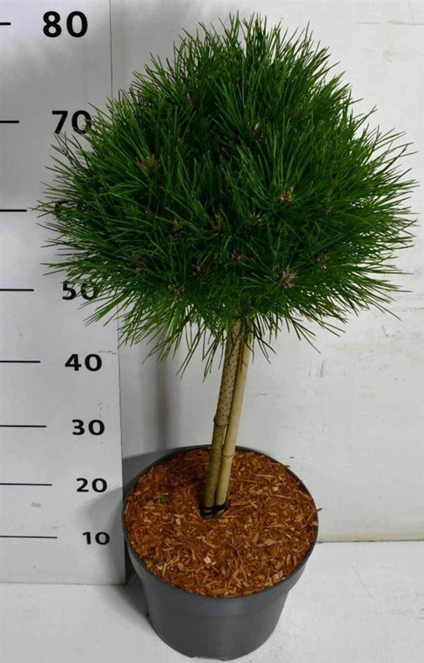 Горшечные цветы и растения оптом Pinus Nigra Pierrick Bregeon On Stem от 1шт из Голландии с доставкой по России