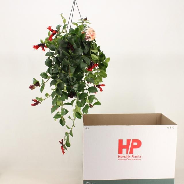 Горшечные цветы и растения оптом Aeschyn Fl Mona Lisa от 7шт из Голландии с доставкой по России