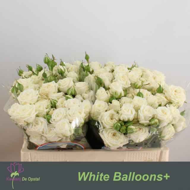 Срезанные цветы оптом Rosa sp white balloons от 50шт из Голландии с доставкой по России