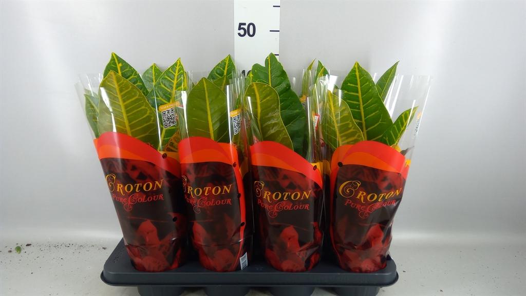 Горшечные цветы и растения оптом Codiaeum Var. Gr petra от 8шт из Голландии с доставкой по России