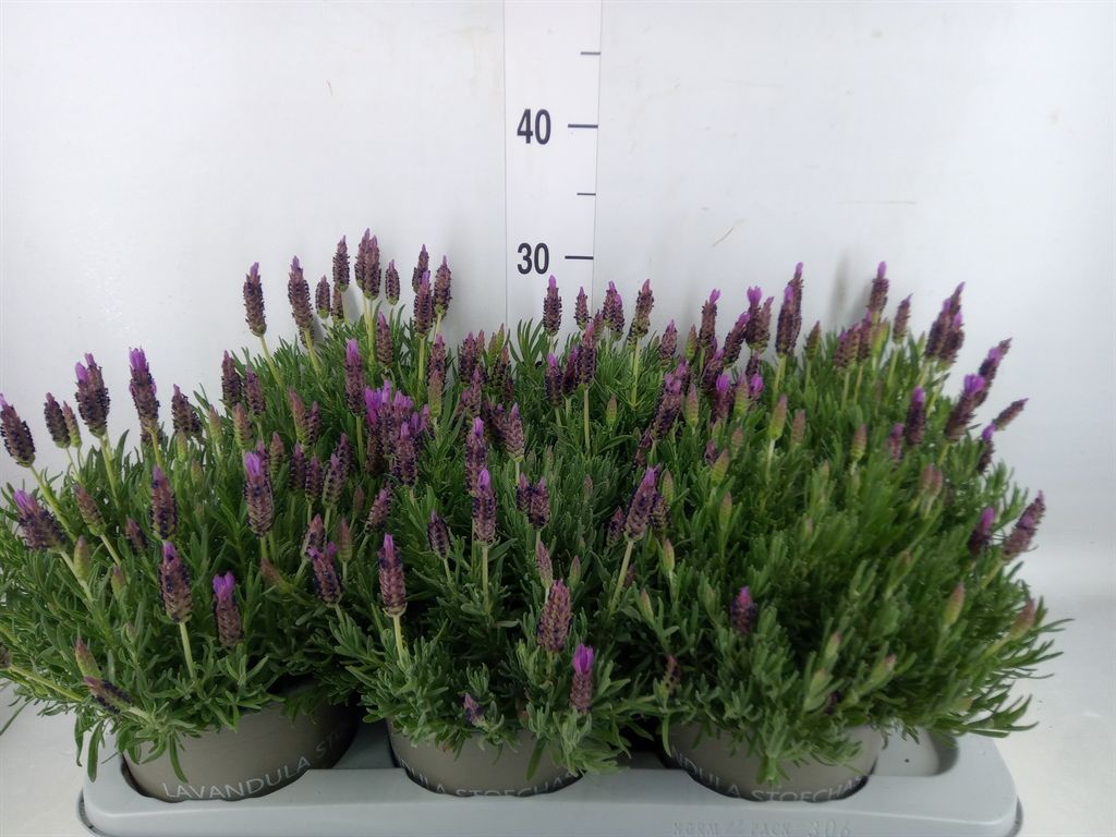 Горшечные цветы и растения оптом Lavandula Stoec. от 6шт из Голландии с доставкой по России