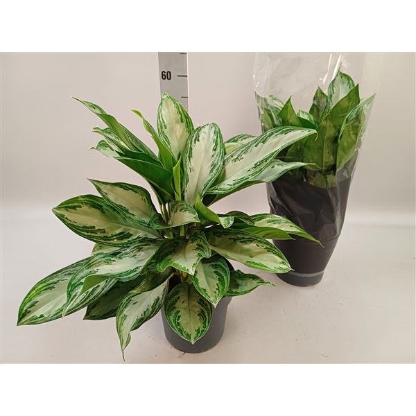 Горшечные цветы и растения оптом Aglaonema Silver Bay 3pp от 1шт из Голландии с доставкой по России