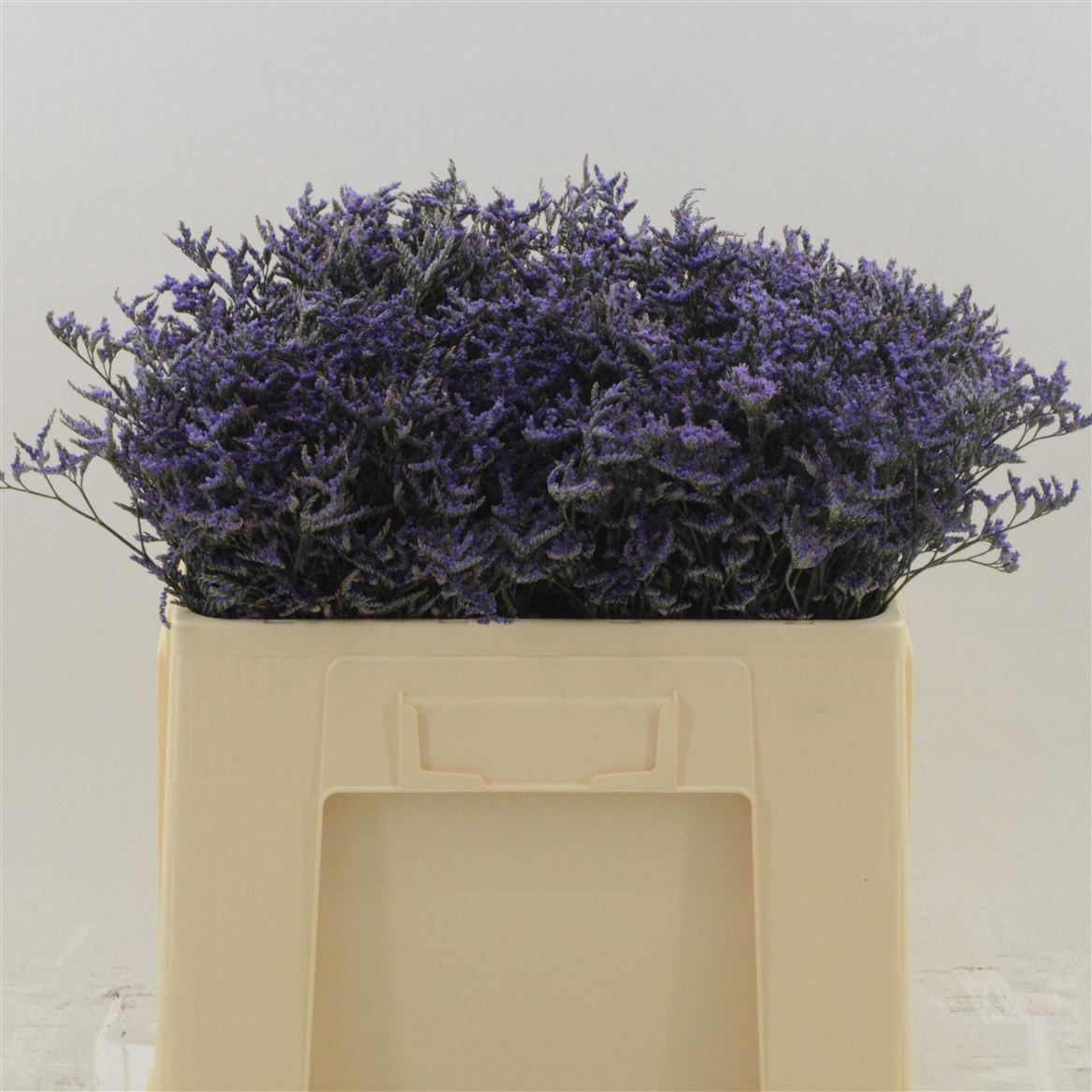 Срезанные цветы оптом Limonium safora dark blue от 100шт из Голландии с доставкой по России