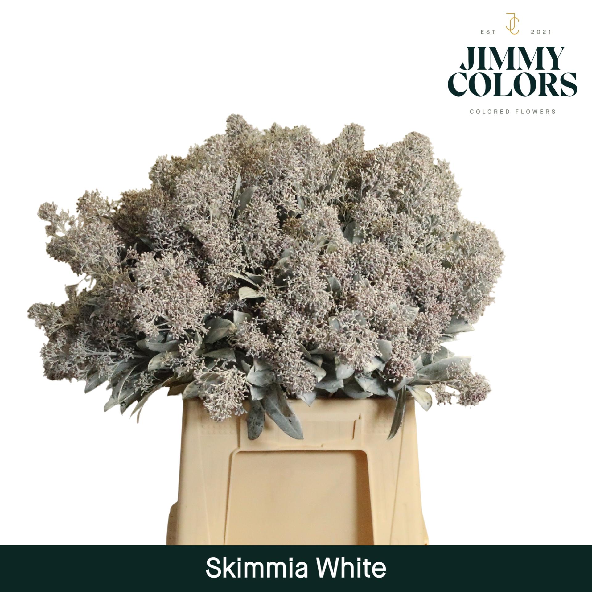 Срезанные цветы оптом Skimmia paint white + glitter от 10шт из Голландии с доставкой по России