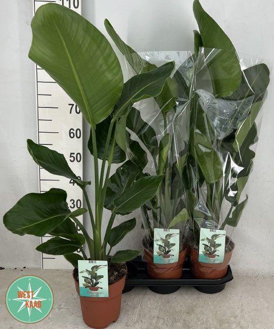 Горшечные цветы и растения оптом Strelitzia Nicolai от 3шт из Голландии с доставкой по России