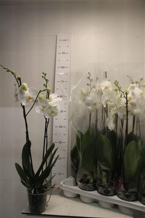 Горшечные цветы и растения оптом Phal Ov Wit 1-2 Branches 10+ от 10шт из Голландии с доставкой по России