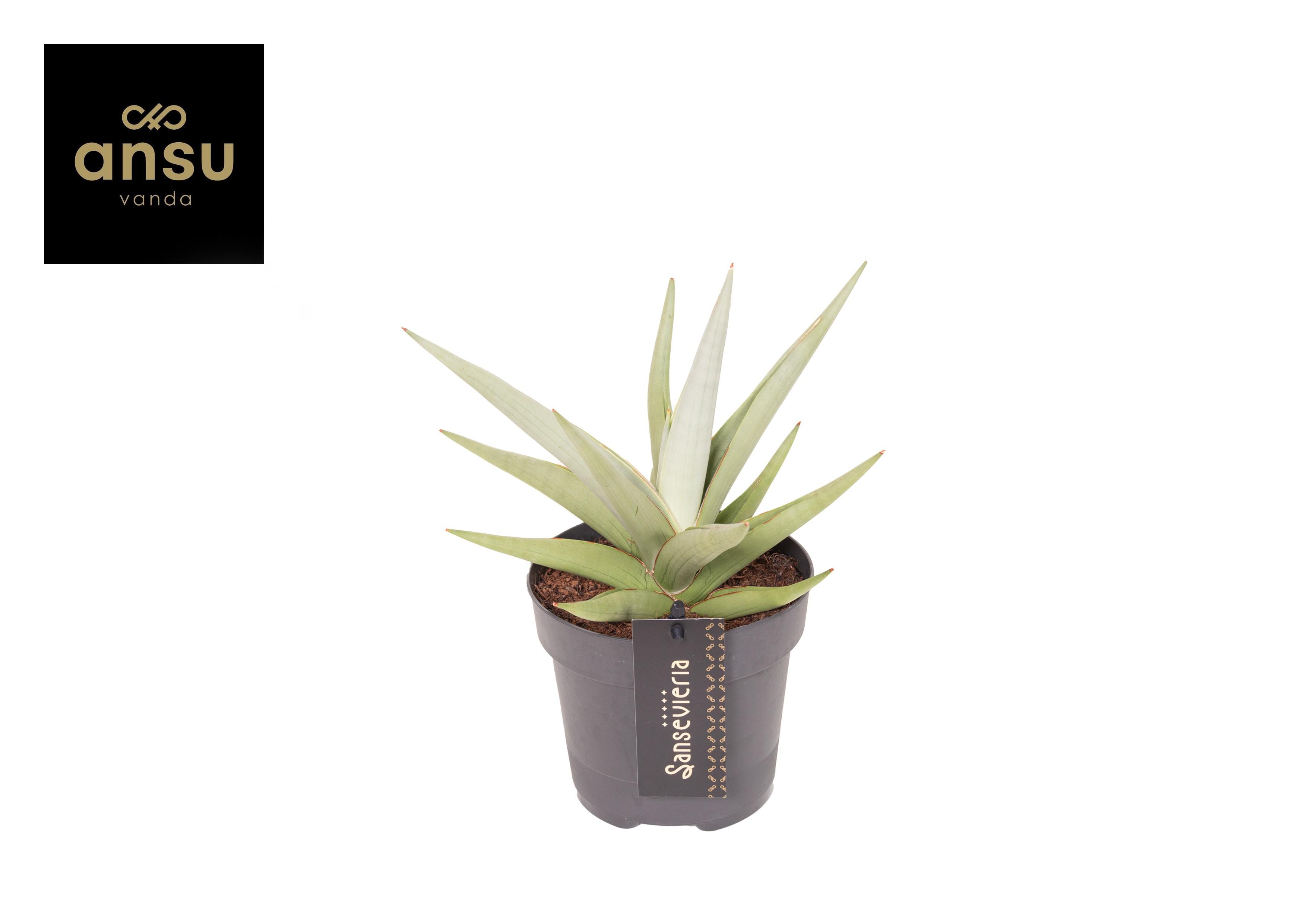 Горшечные цветы и растения оптом Sansevieria Comet Pastel Grey от 10шт из Голландии с доставкой по России