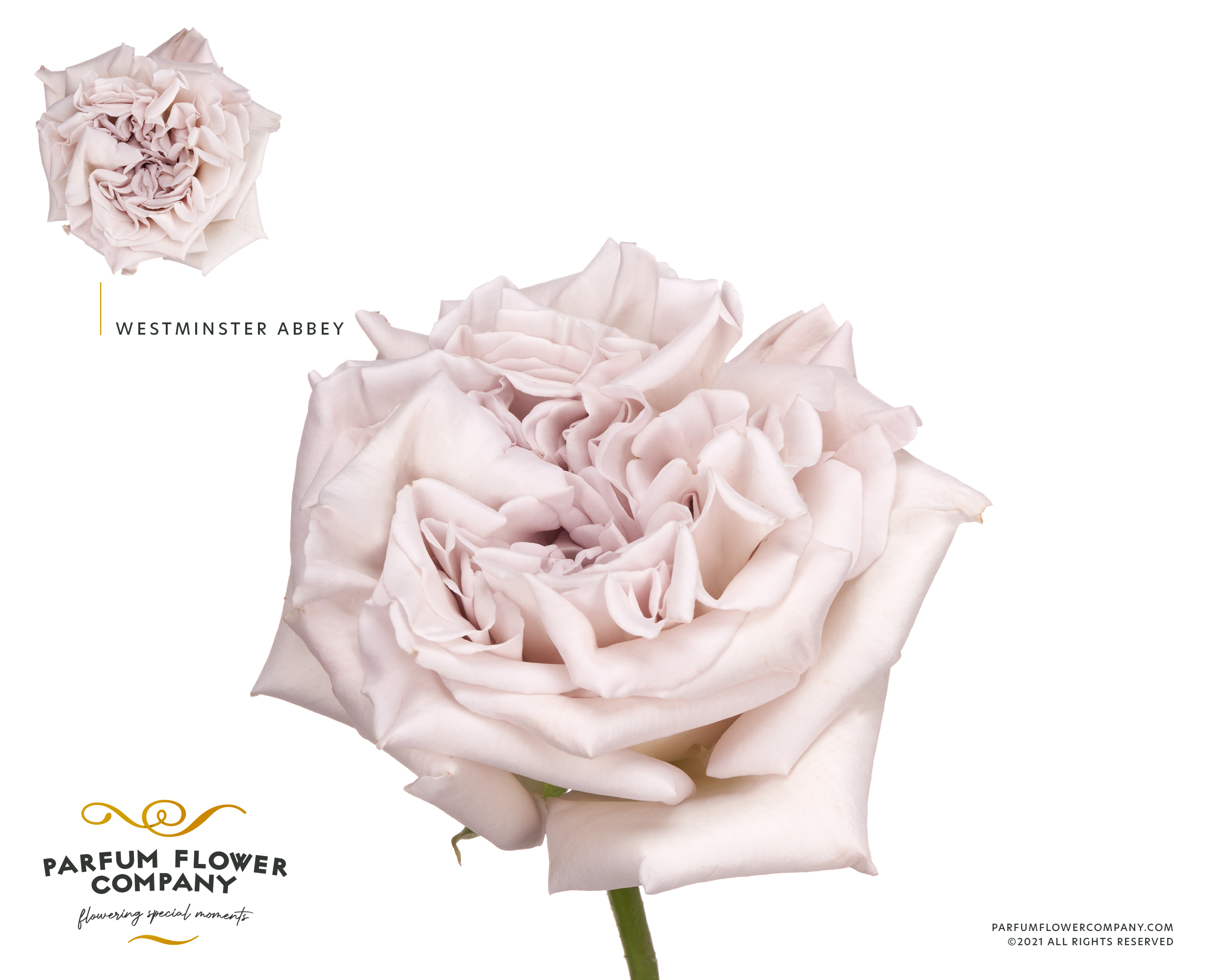 Срезанные цветы оптом Rosa garden westminster abbey от 20шт из Голландии с доставкой по России